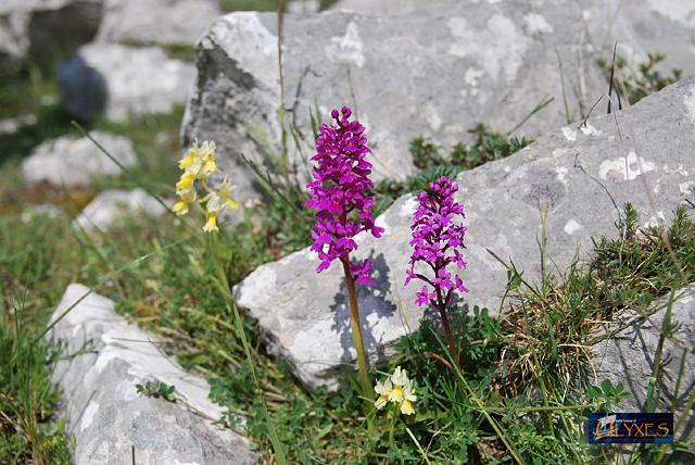 orchis pseudoanatolica.JPG